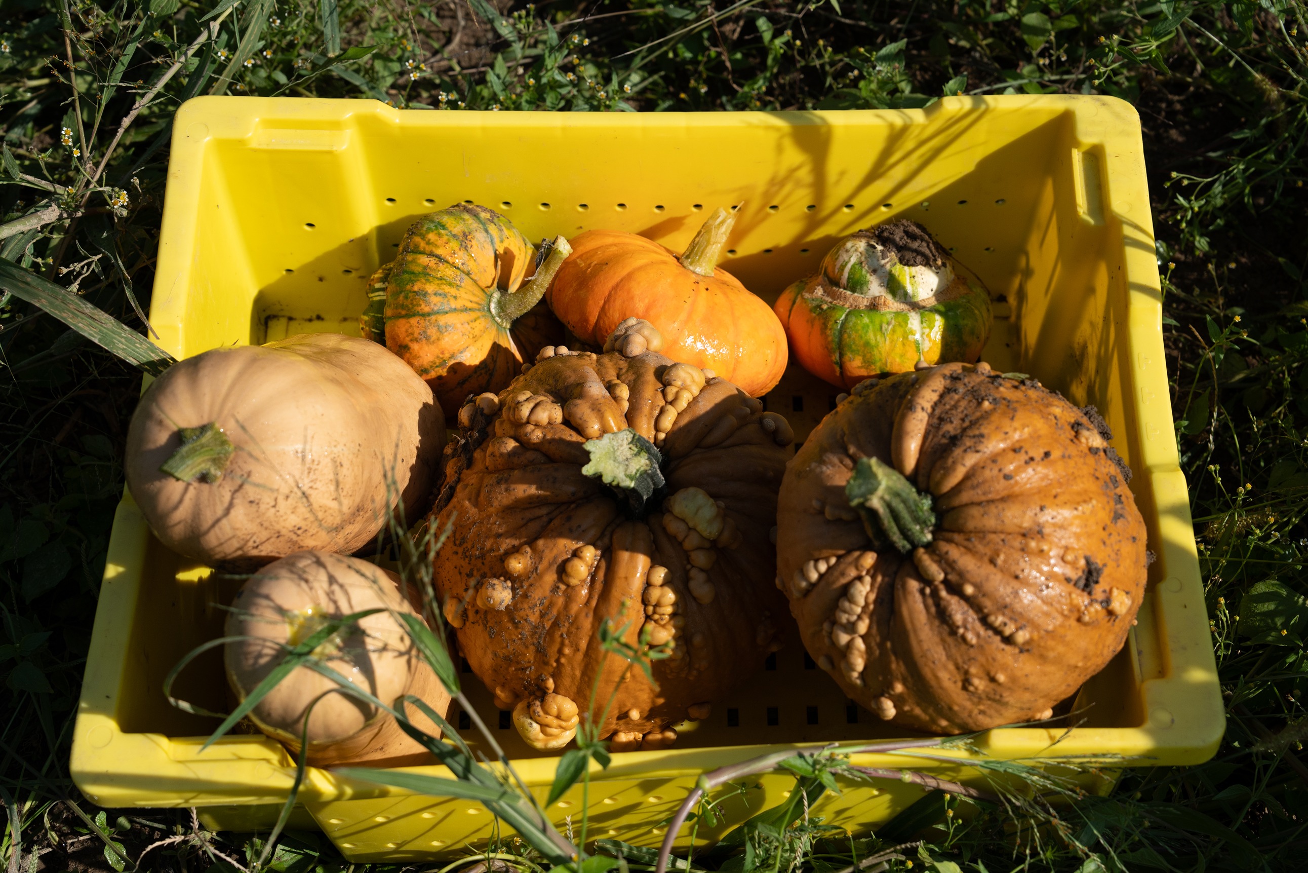 Pumpkins in a yellow bin