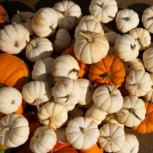 A pile of orange and white pumpkins