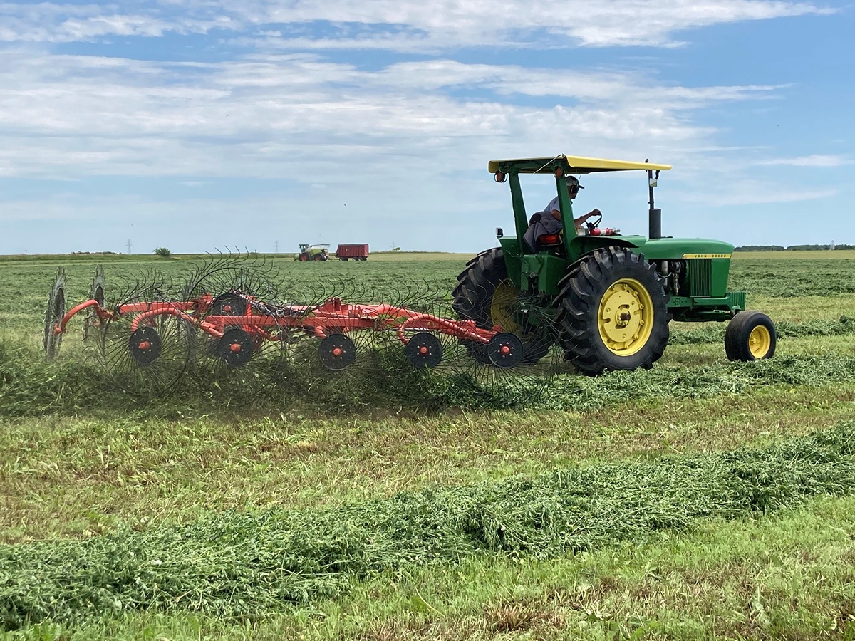 raking hay in a windrow