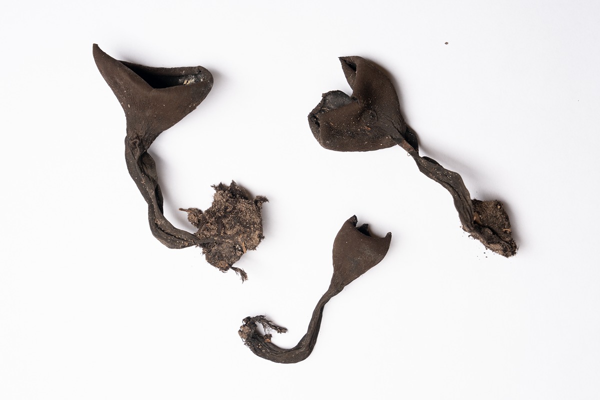 black dired fungi specimens that are shaped like a cup