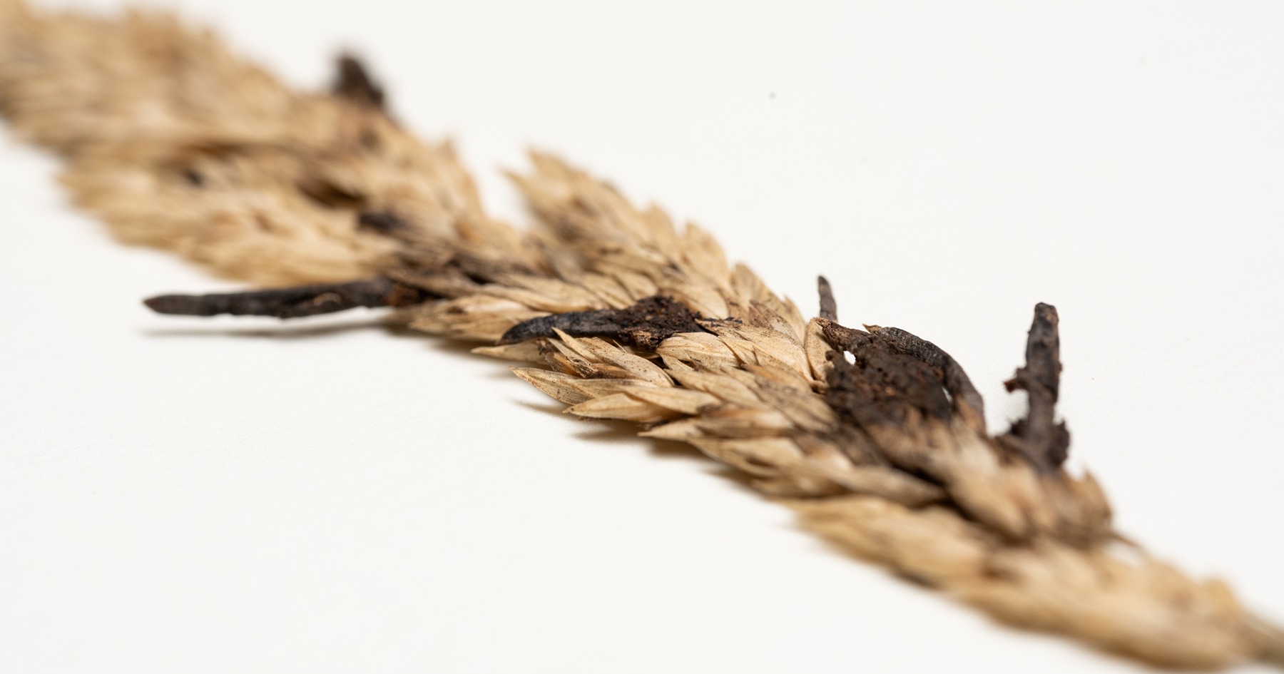 Black ergot heads burst from a dried head of rye