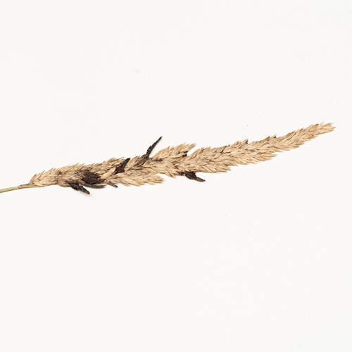 Black ergot heads burst from a dried head of rye