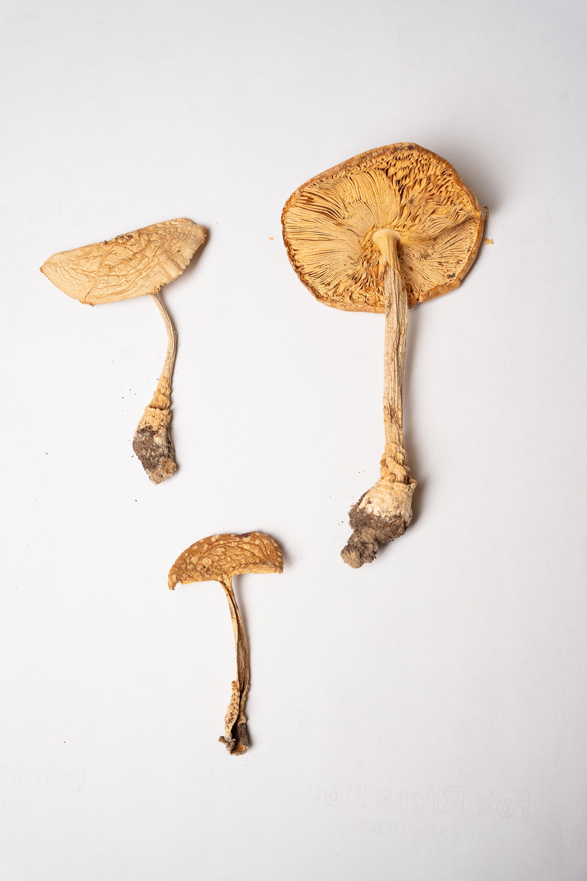 dried sample of 3 mushrooms, all light brown fly agarics