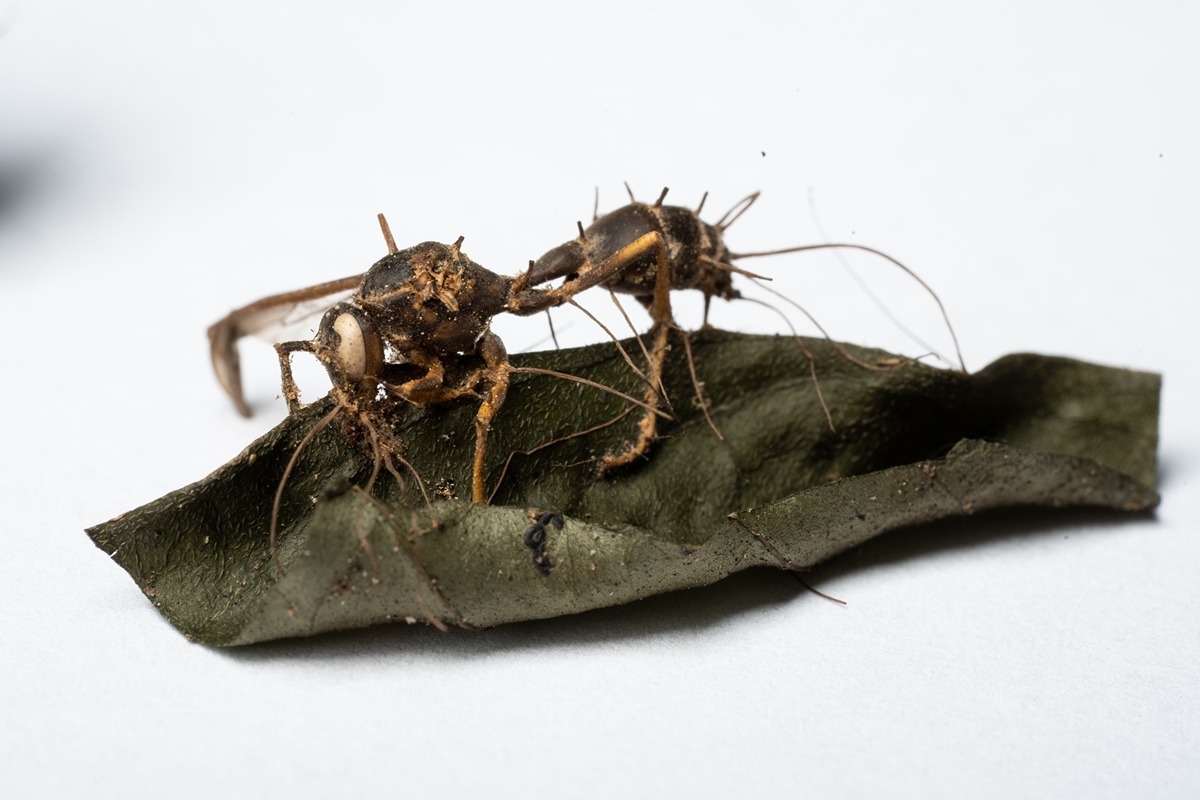 A dried sample of fungus growing inside of an ant on top of a leaf