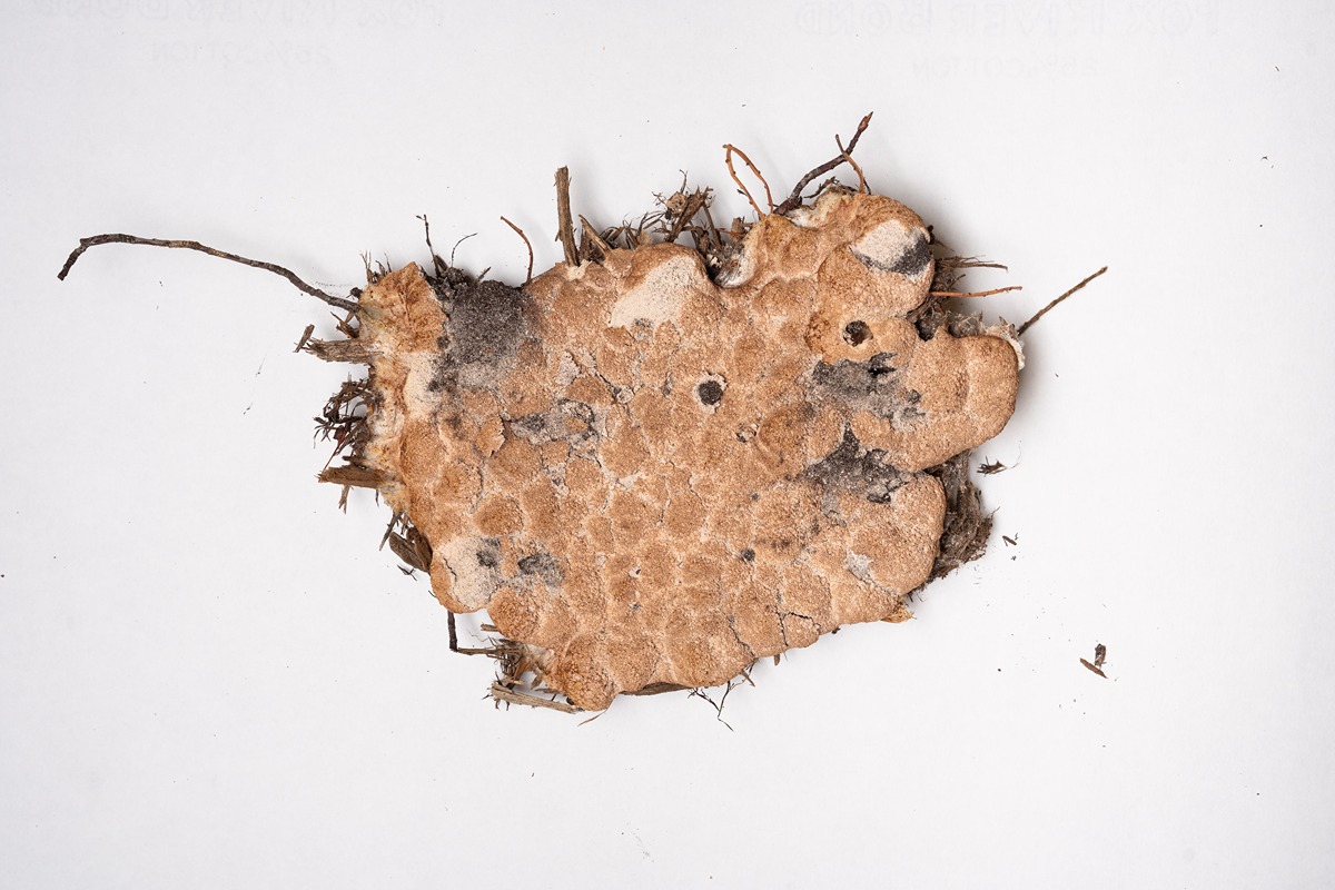 A slime mold with a white and bown bump texture is dried over mulch