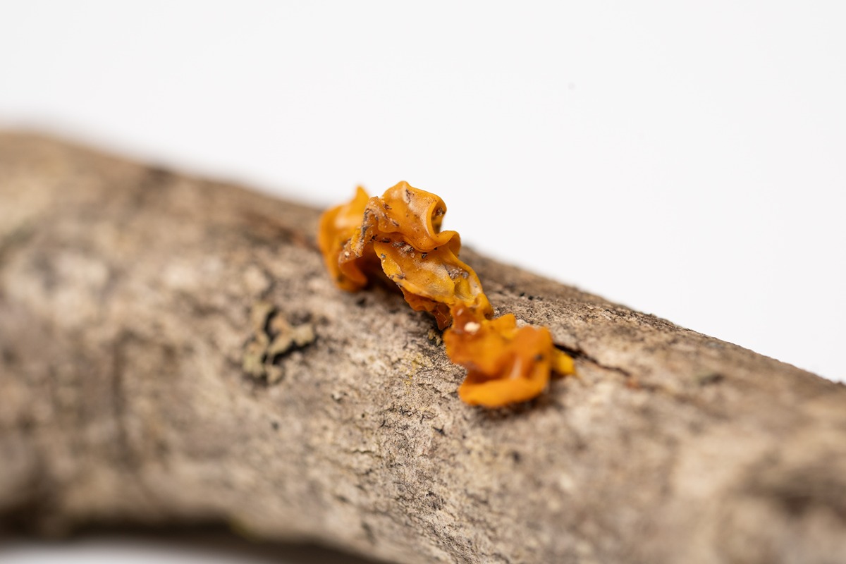 orange jelly-looking fungus grows off of a tree