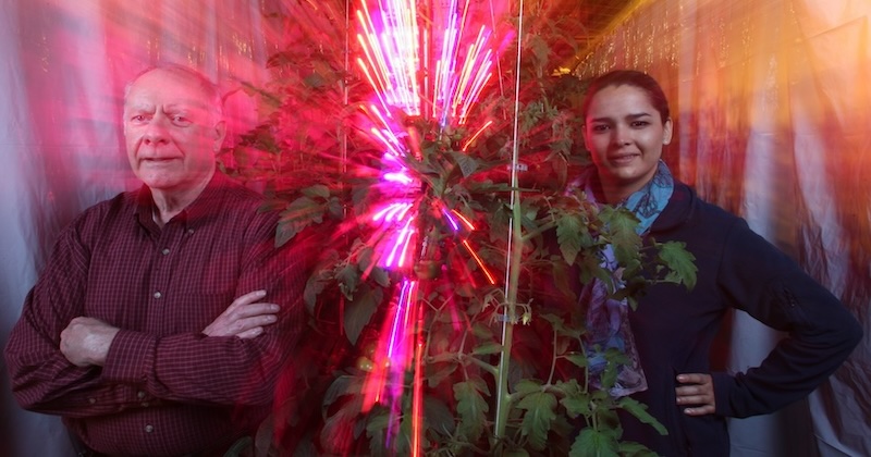 Cary Mitchell and Celina Gómez in a horticulture and landscape architecture greenhouse with grow lights and tomato plants.