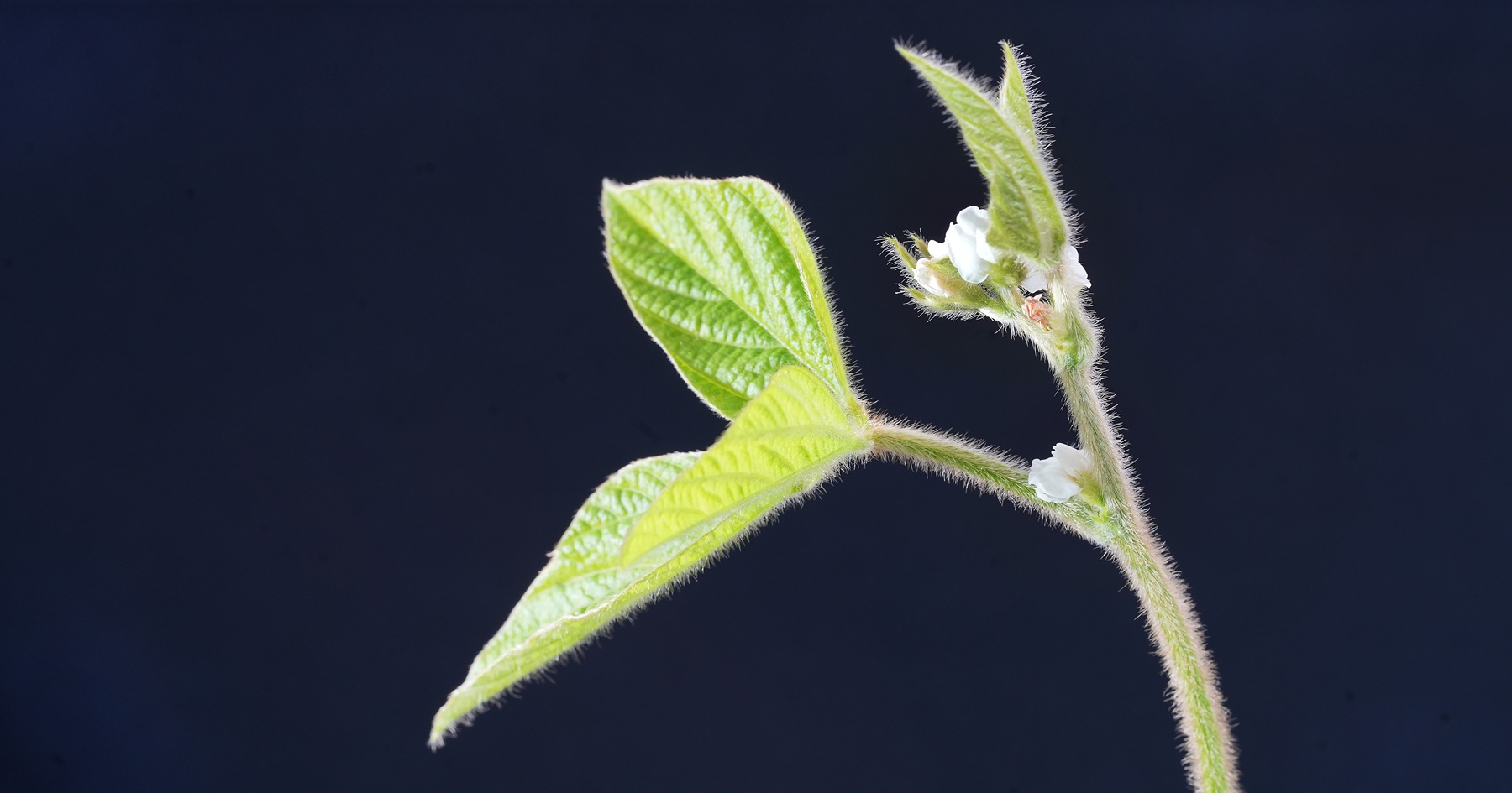 Close up photo of soybean plant leaf, stem, and flower bunch