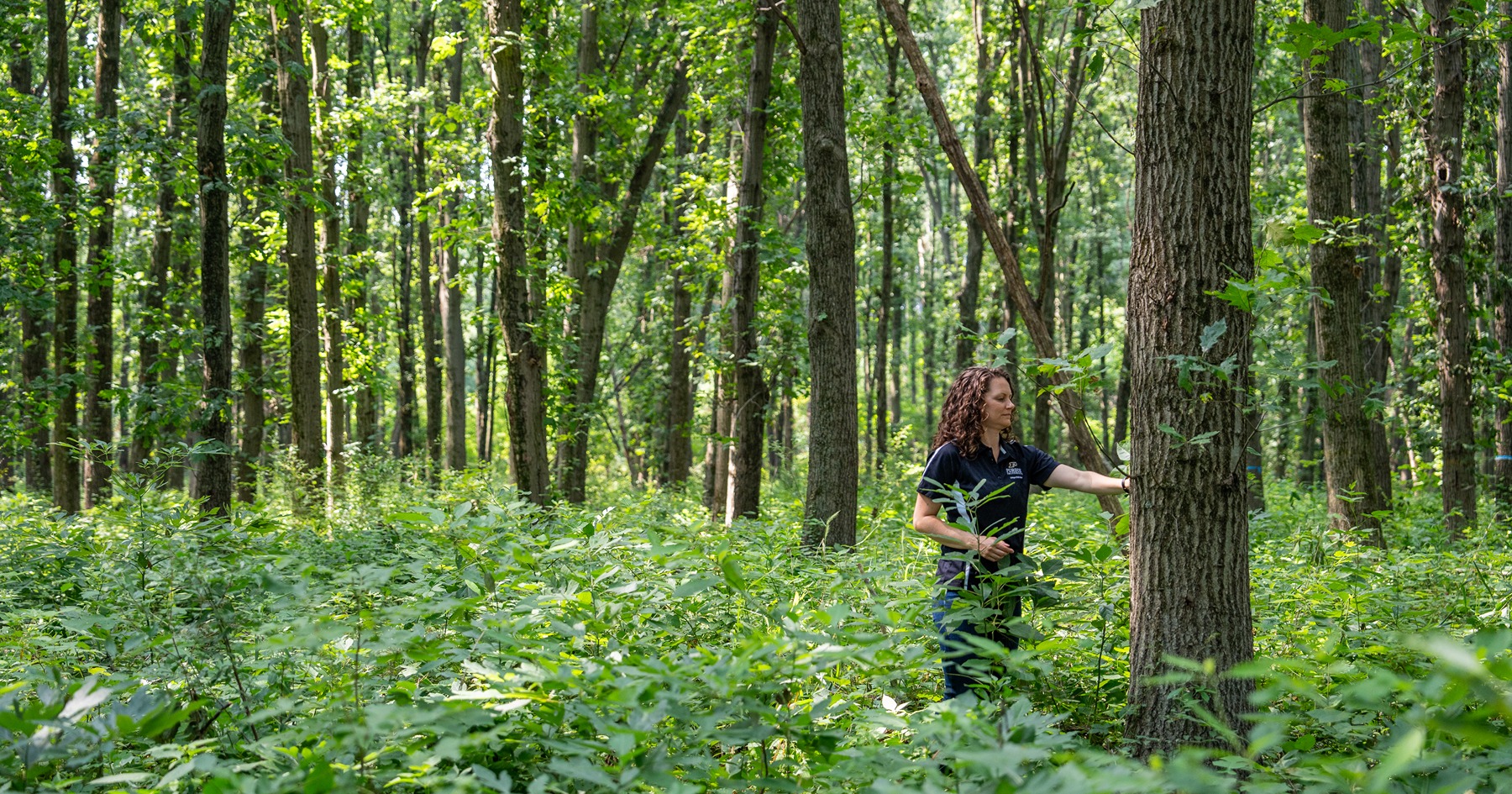 in Martell forest, Morgan furze rests her hand on a tree, lines of trunks and green leaves fill the background