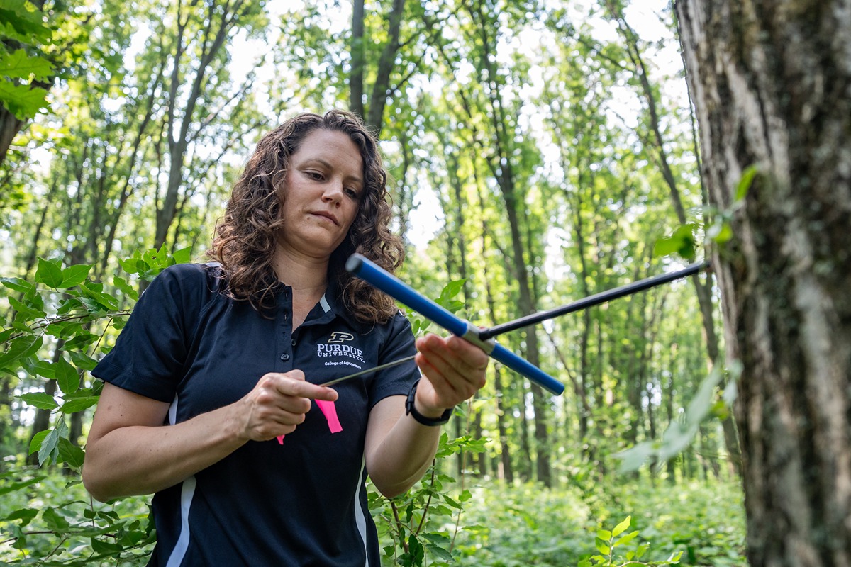 morgan furze takes a core sample from a tree