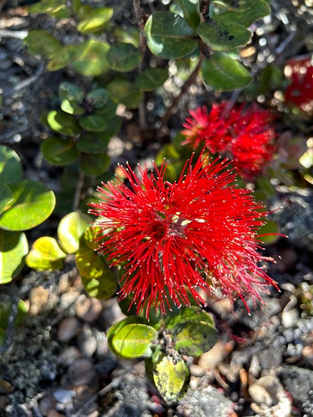 close up of bright red ohia lehua flower