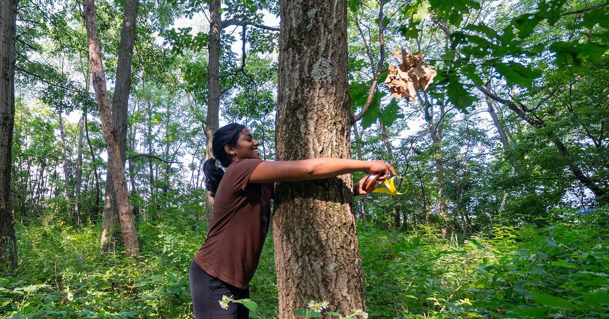 Shreya wraps a tape measurer around a tree trunk to measure dbh