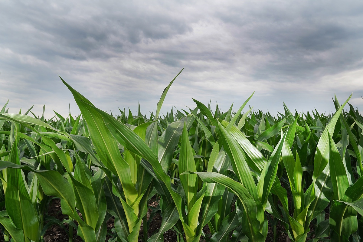 corn field 