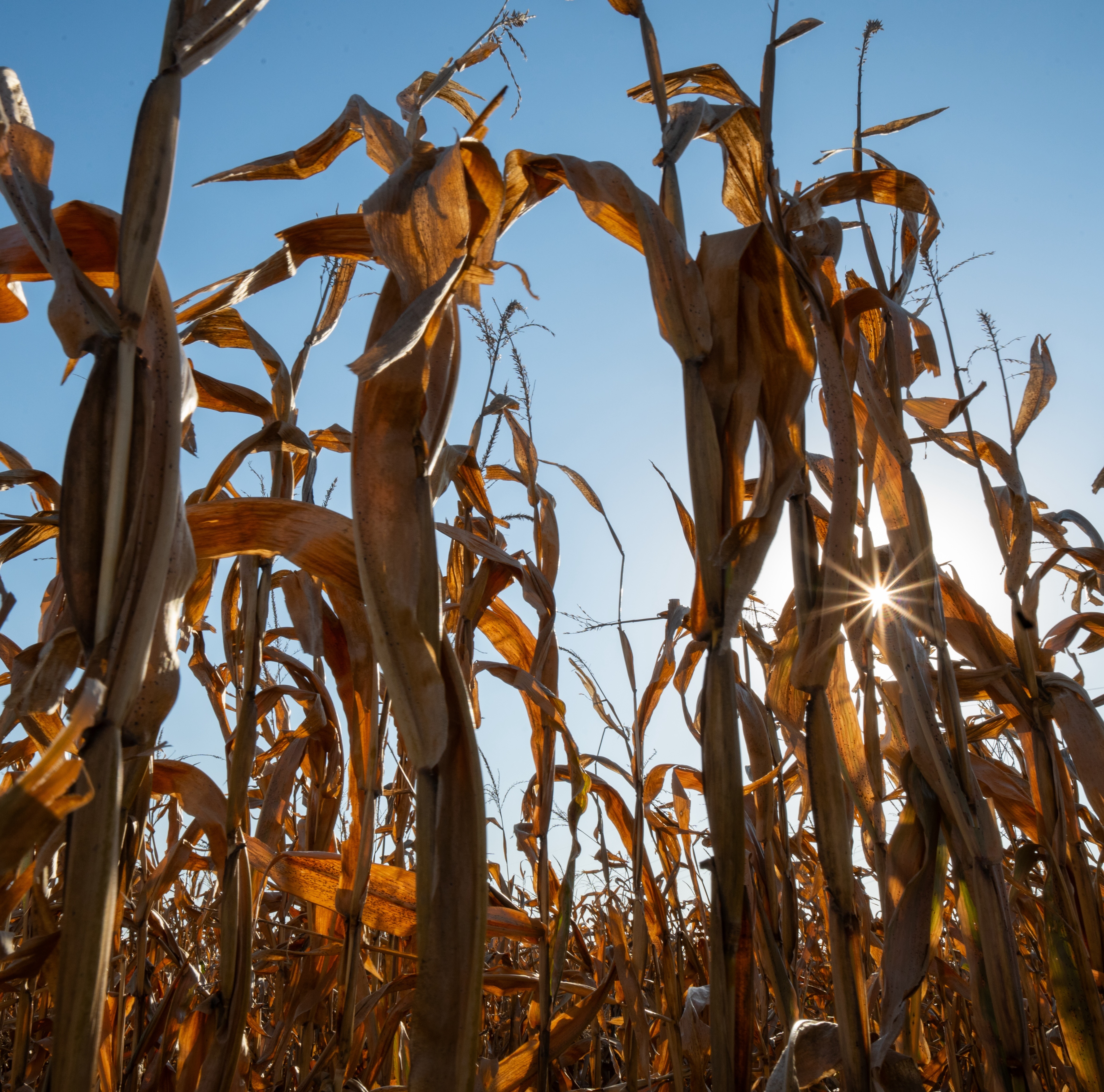 Field of corn with sun shining in background