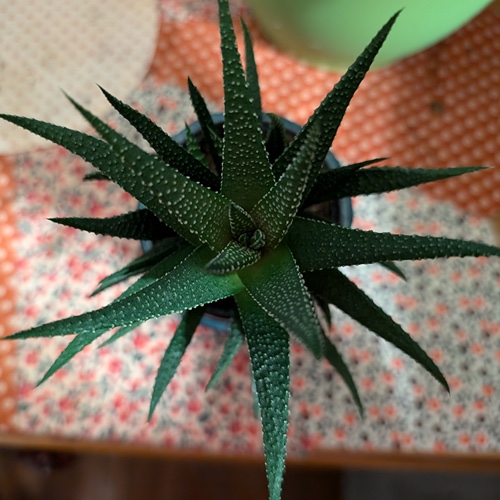 Houseplant hanging in house