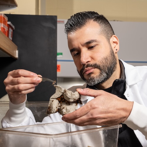 Jose Pietri conducting research with cockroaches in his lab at Purdue University’s campus.