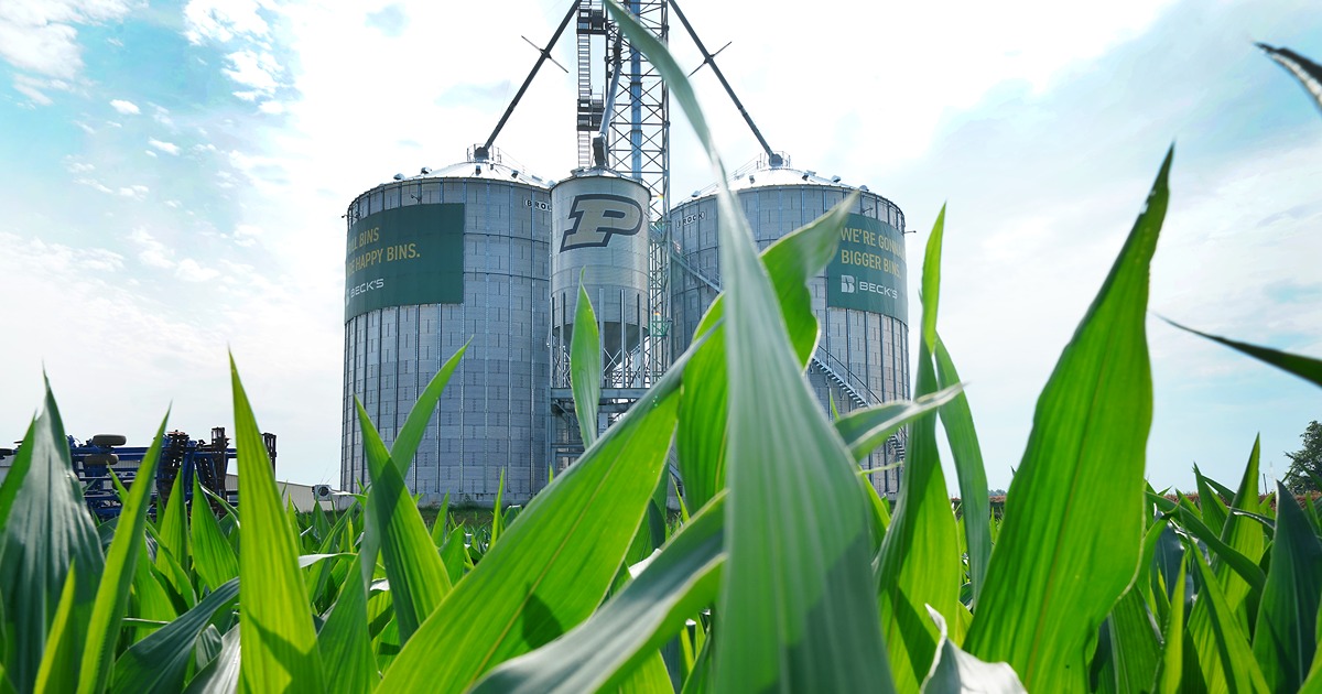 Two grain towers with corn leaves in the foreground