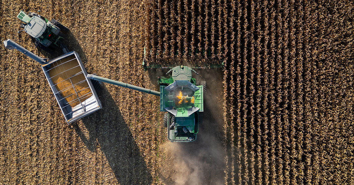  Aerial view of a combine actively harvesting corn in a large field during harvest season. 