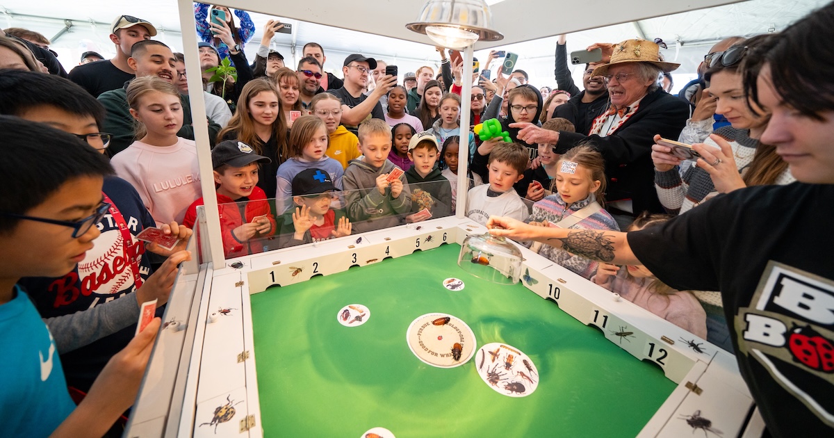 A crowd gathers around a square racing track as three cockroaches are released onto the green course, each moving toward different numbered holes.
