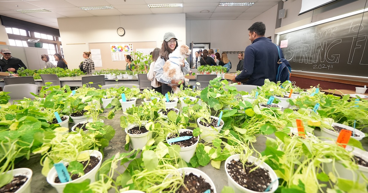 A classroom filled with plants, as Spring Fest attendees browse and purchase the greenery. Among them, a smiling girl holds her fluffy white and brown dog. In the background reads, “Welcome to Spring Fest 2024!!”