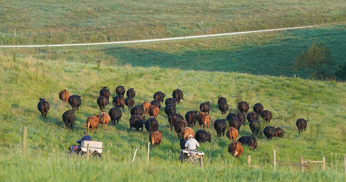 Cattle in a field