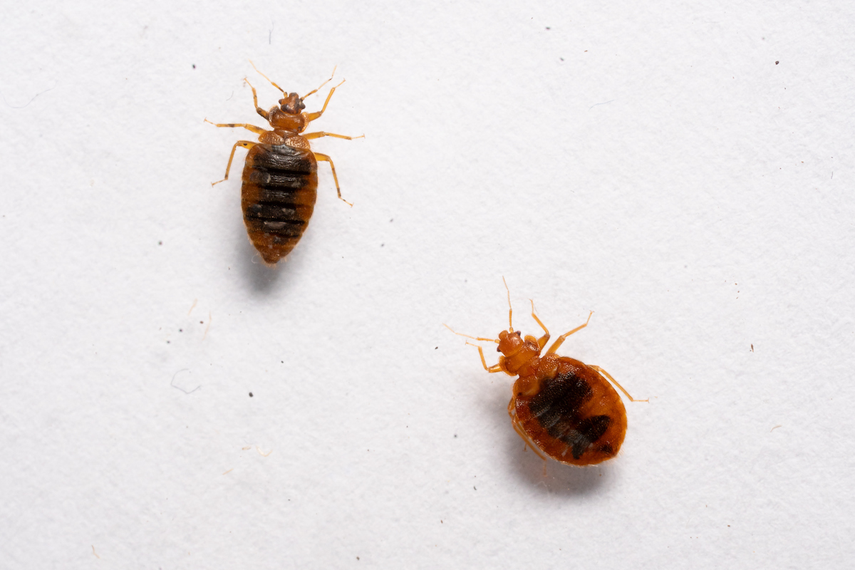 A close-up of bed bugs