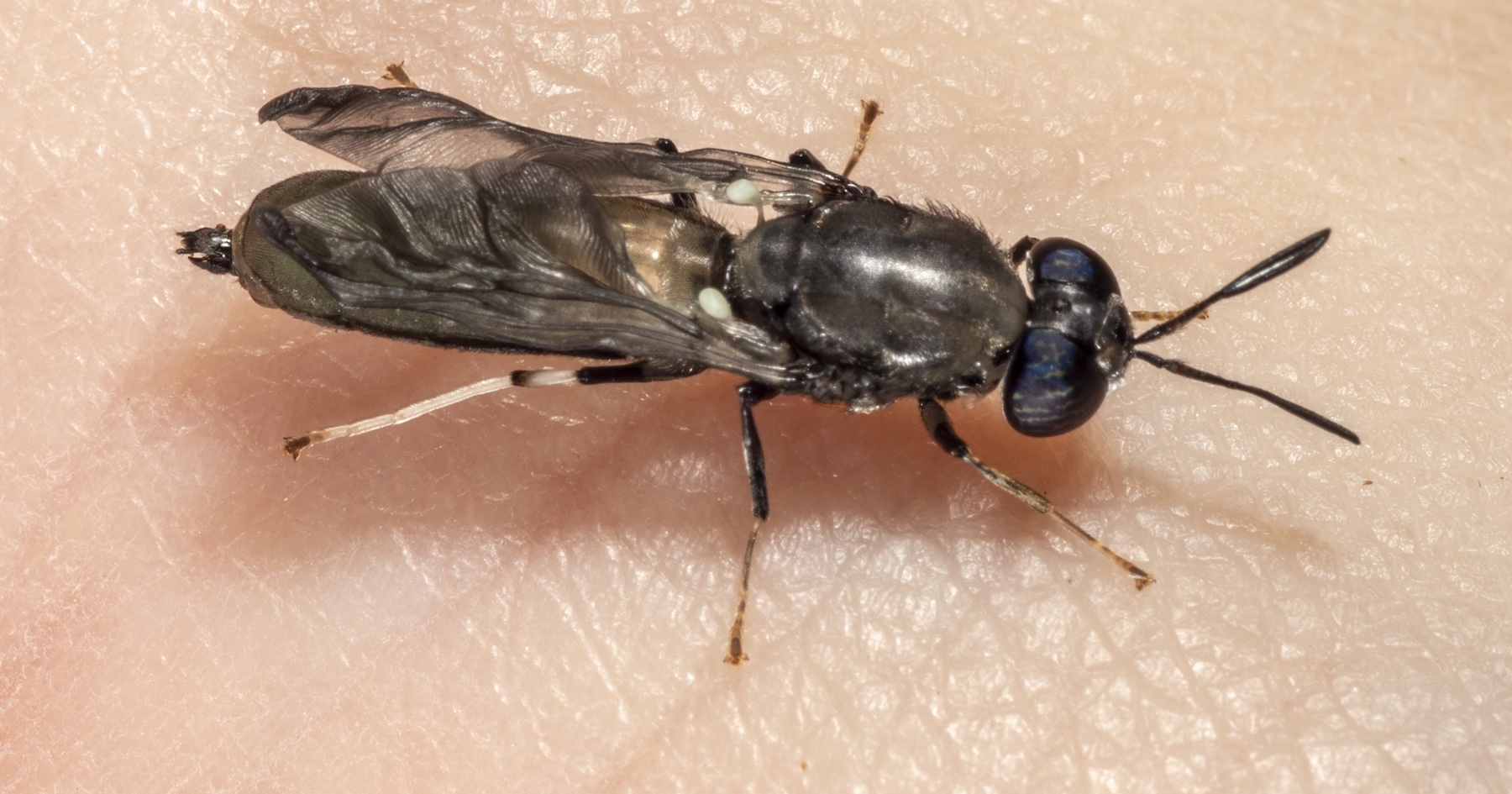 black soldier fly 