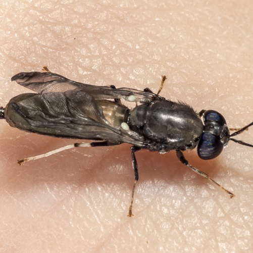 black soldier fly 