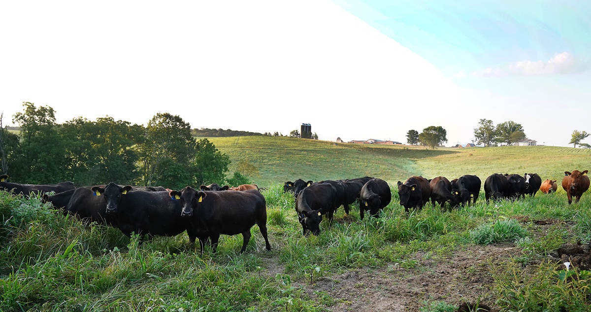 cows in a field 