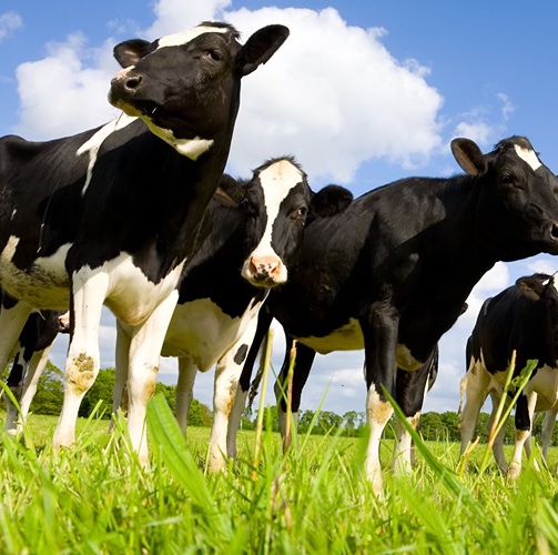Dairy cows