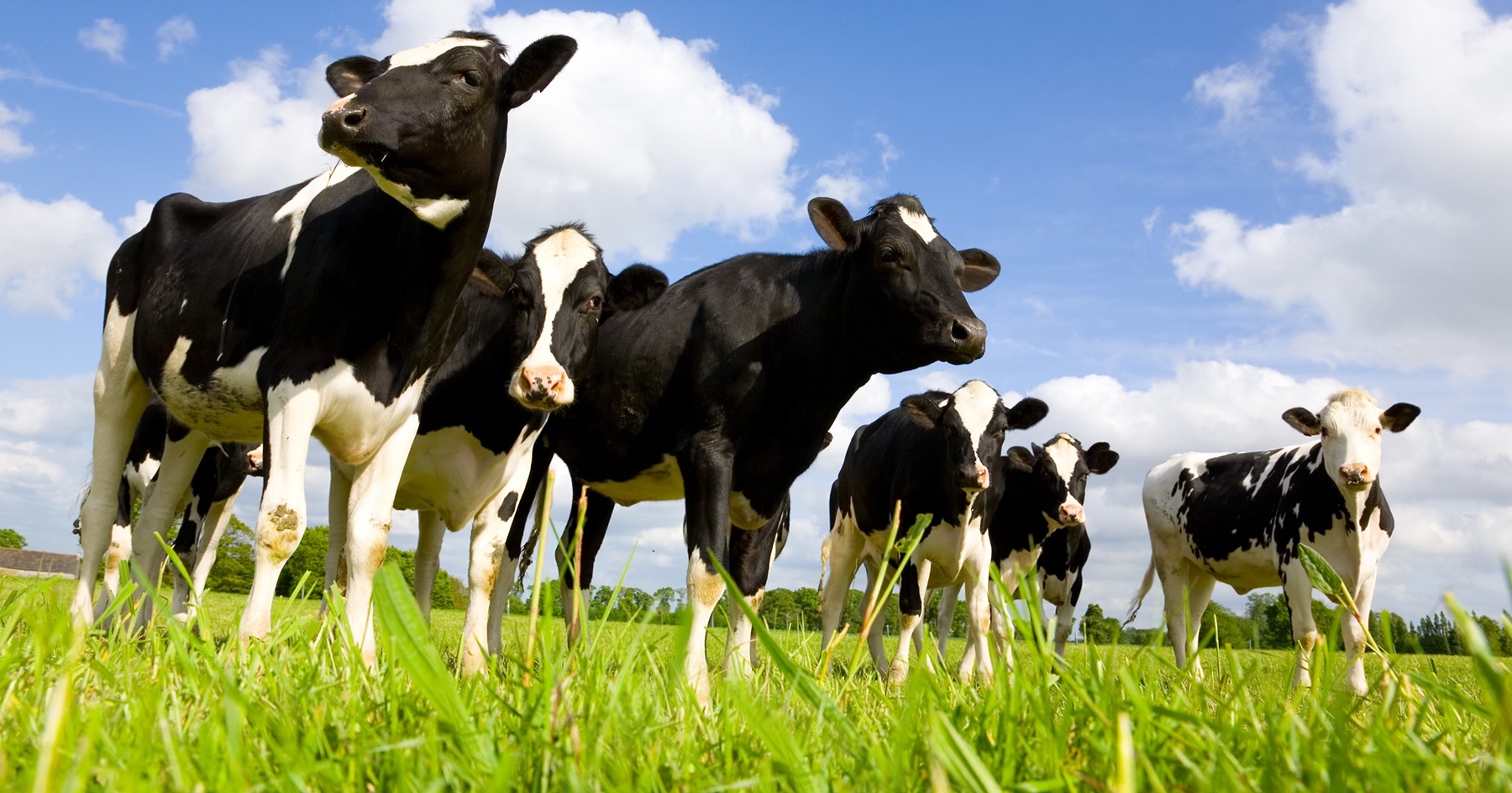 Dairy cows