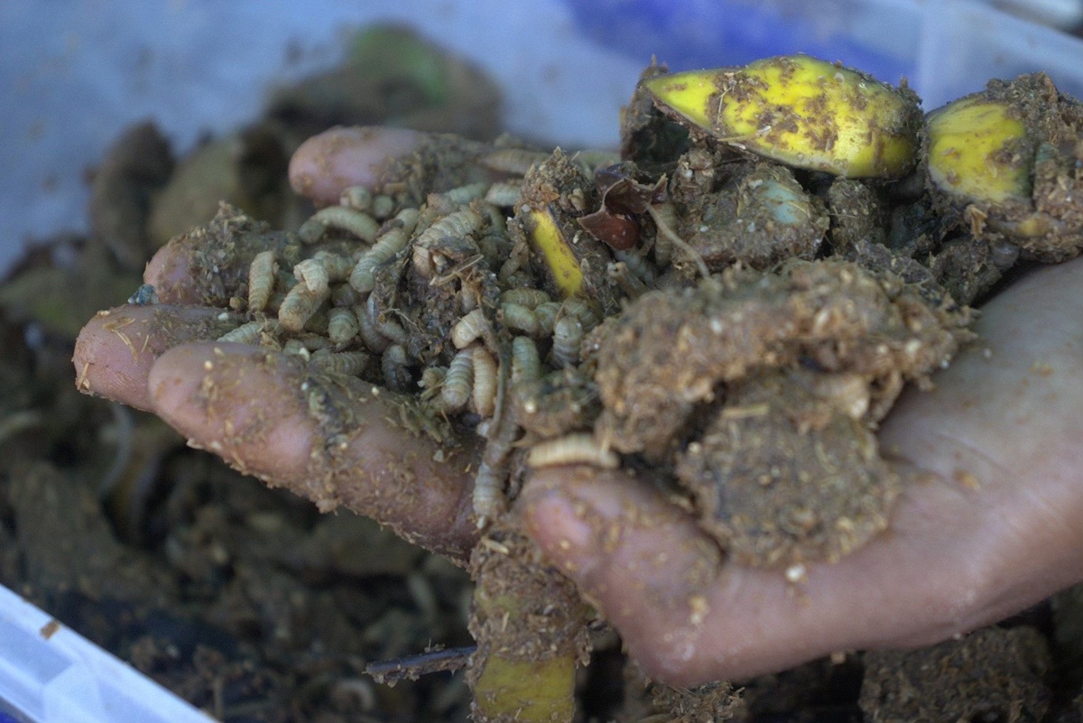 thumbnail image 2 of Whole Dried Black Soldier Fly Larvae - PBS Animal Health 2 of 13
