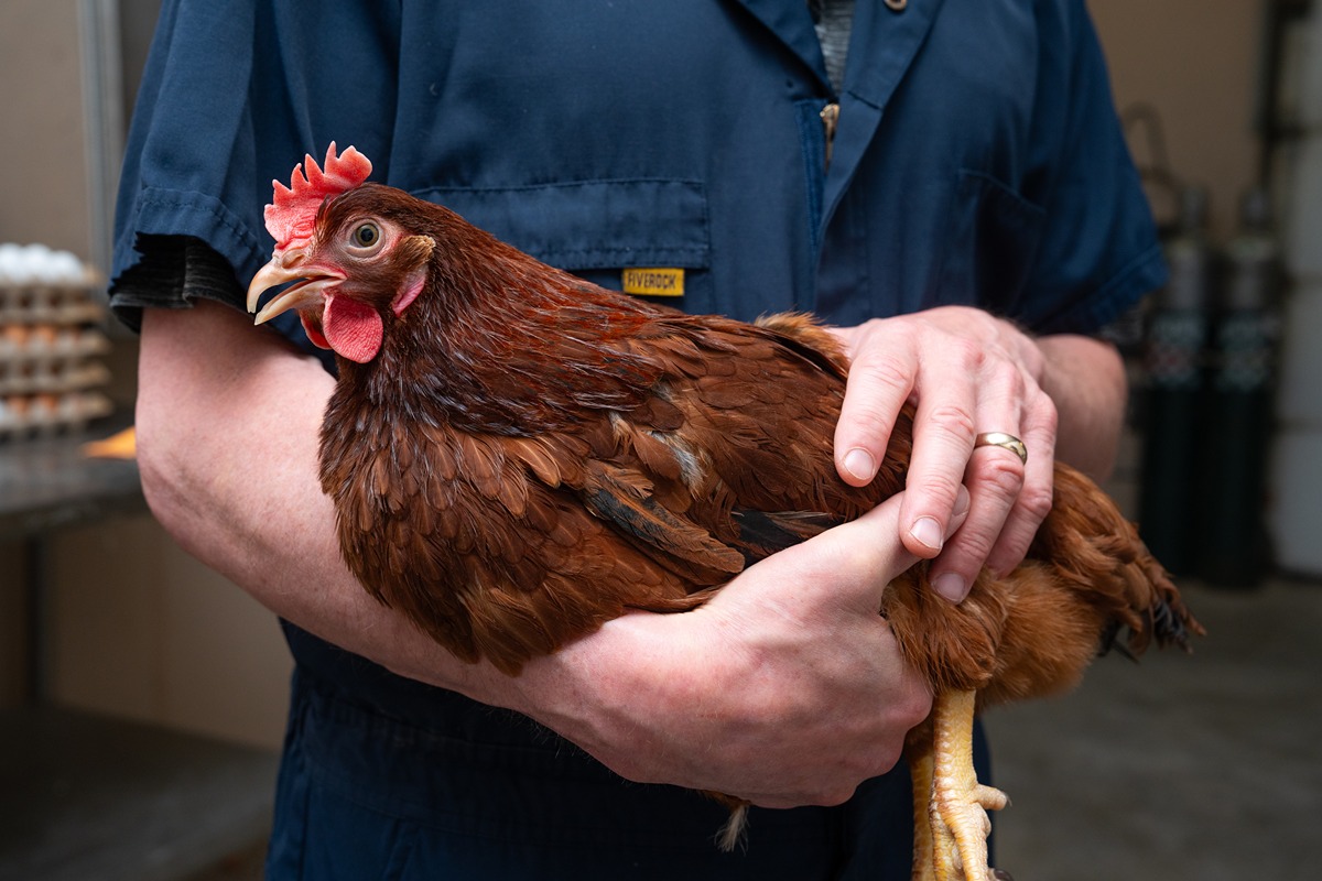 Researcher holding a chicken