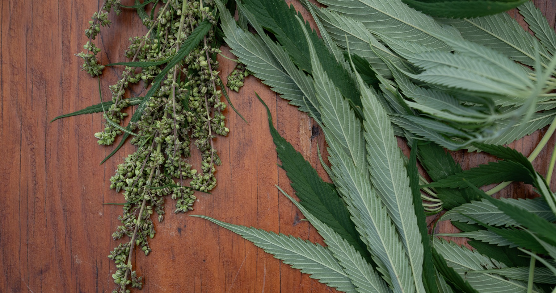 a hemp plant and its seeds set on a table