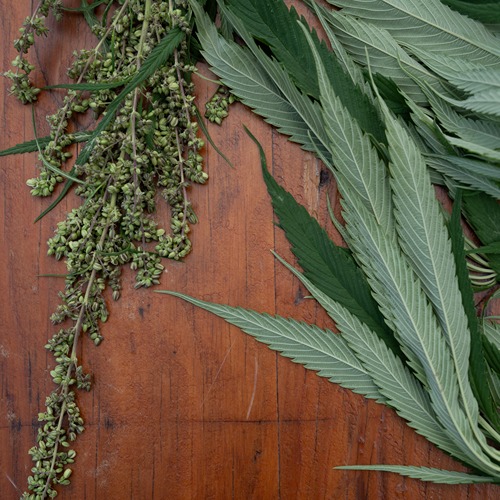 a hemp plant and its seeds set on a table
