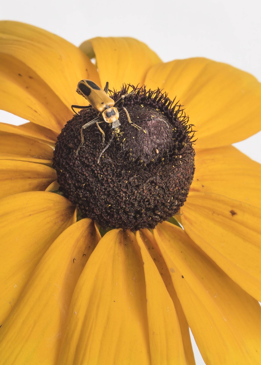 a yellow and black soldier beetle on a yellow flower