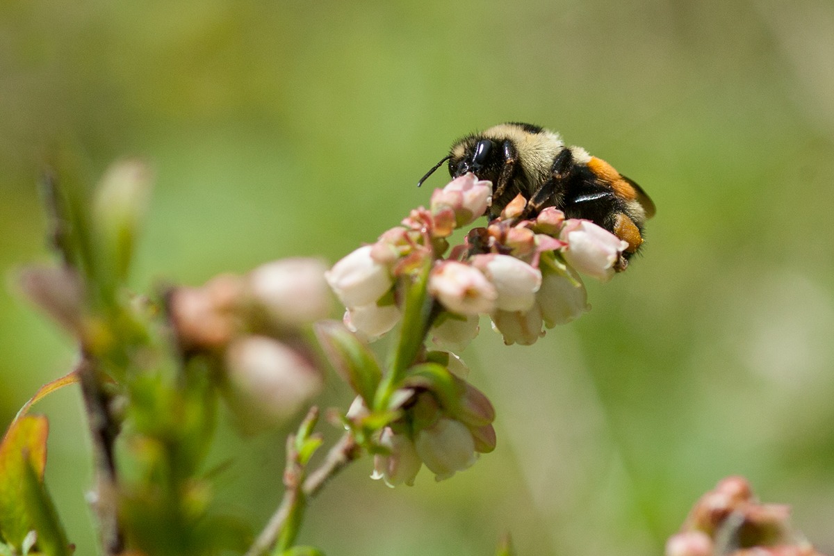 Orange-belted bumblebee on blueberry flowers