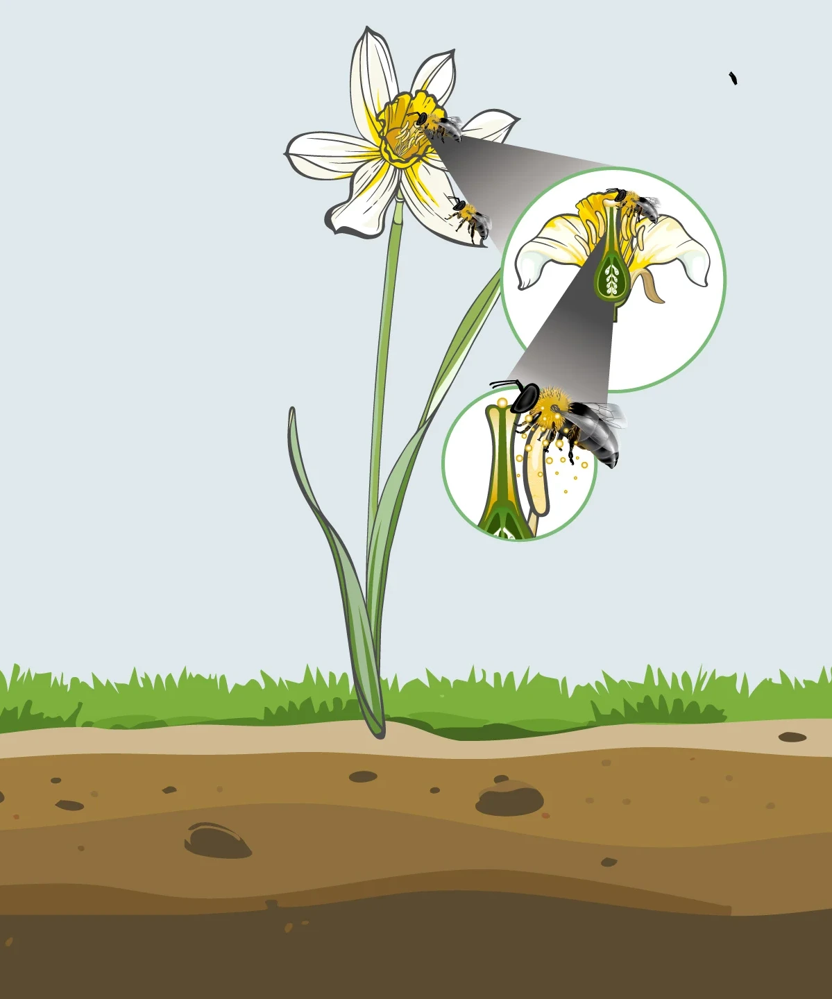 illustration of pollen germinating on the stigma of a daffodil