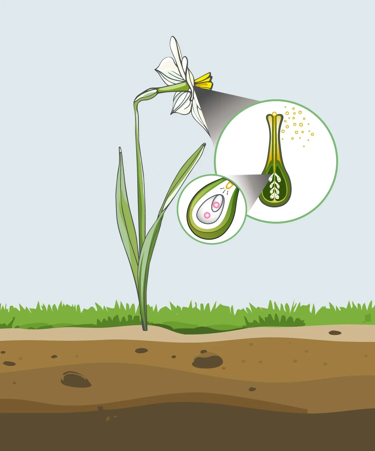 illustration of pollen tube growing down the transmission tract and meeting an ovule