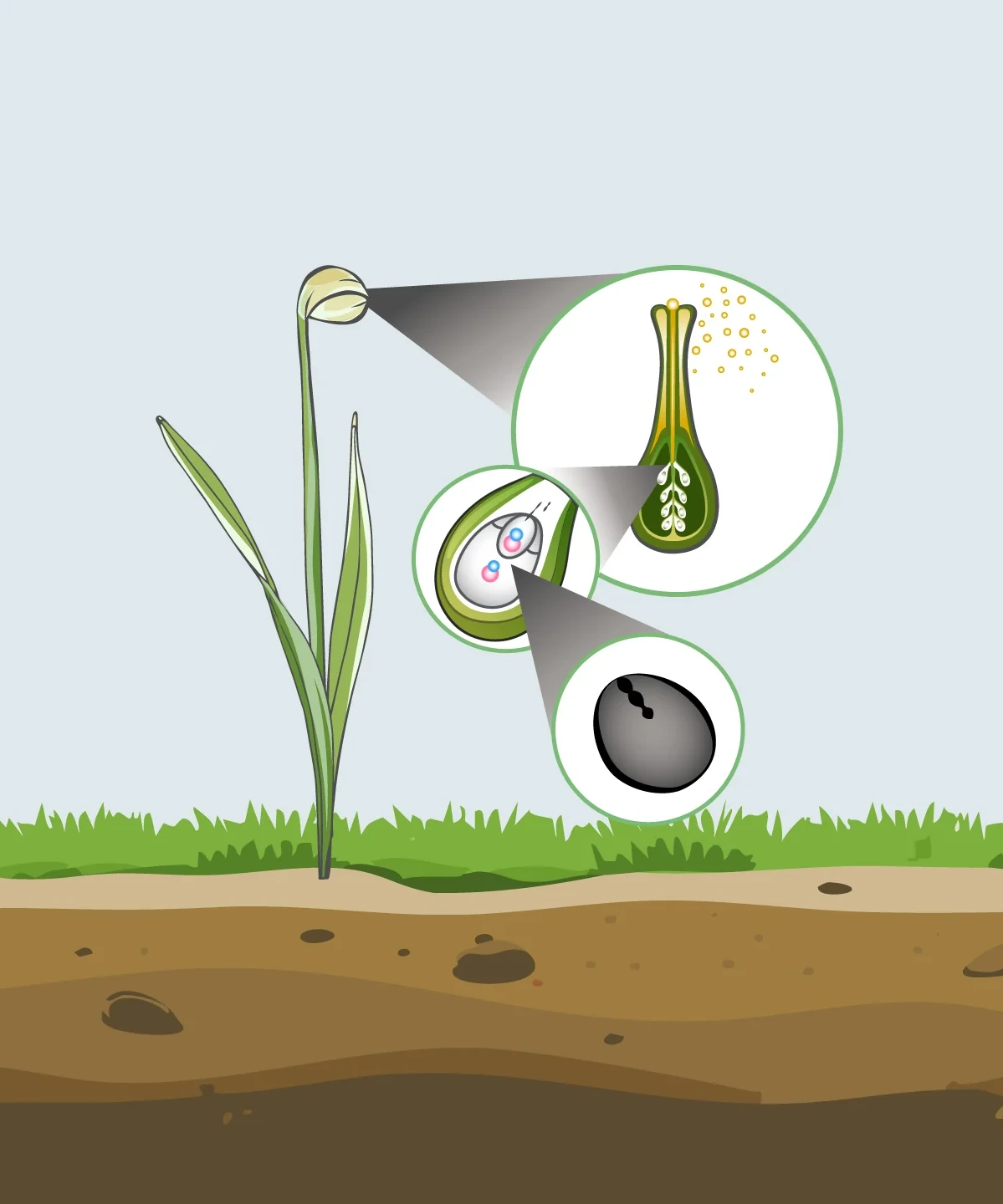 an illustration of an ovule getting fertilized by pollen's sperm cells. It then develops into a seed
