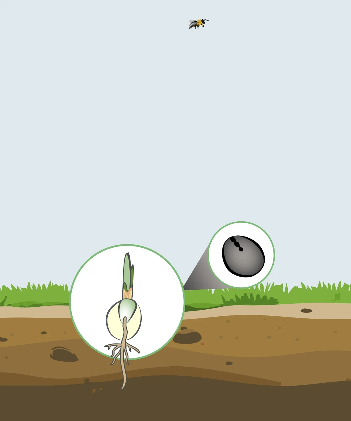 an illustration of the inside of a sprouting seed, separating the endosperm from the embryo