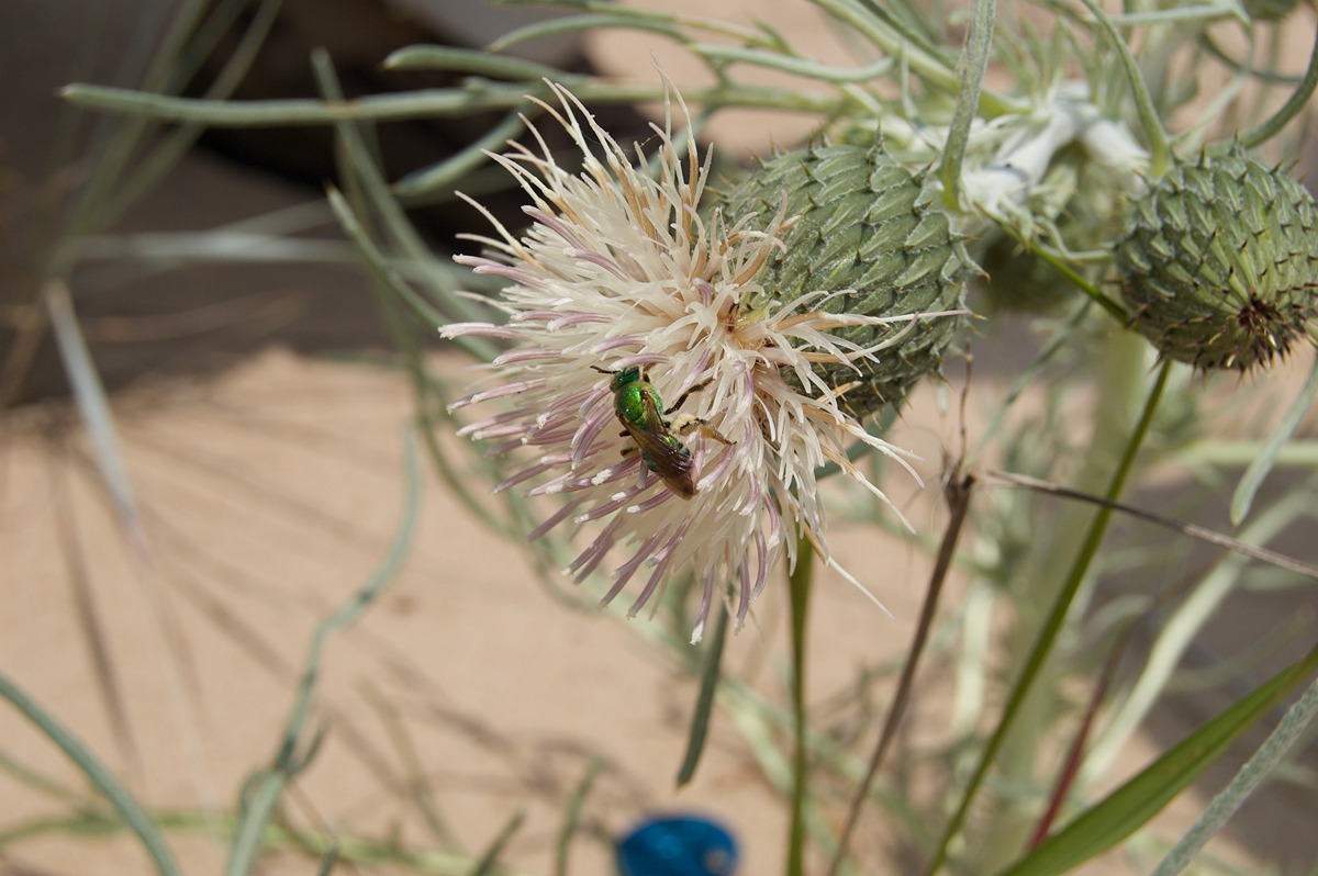 Agapostemon virescens on a dune thistle flower