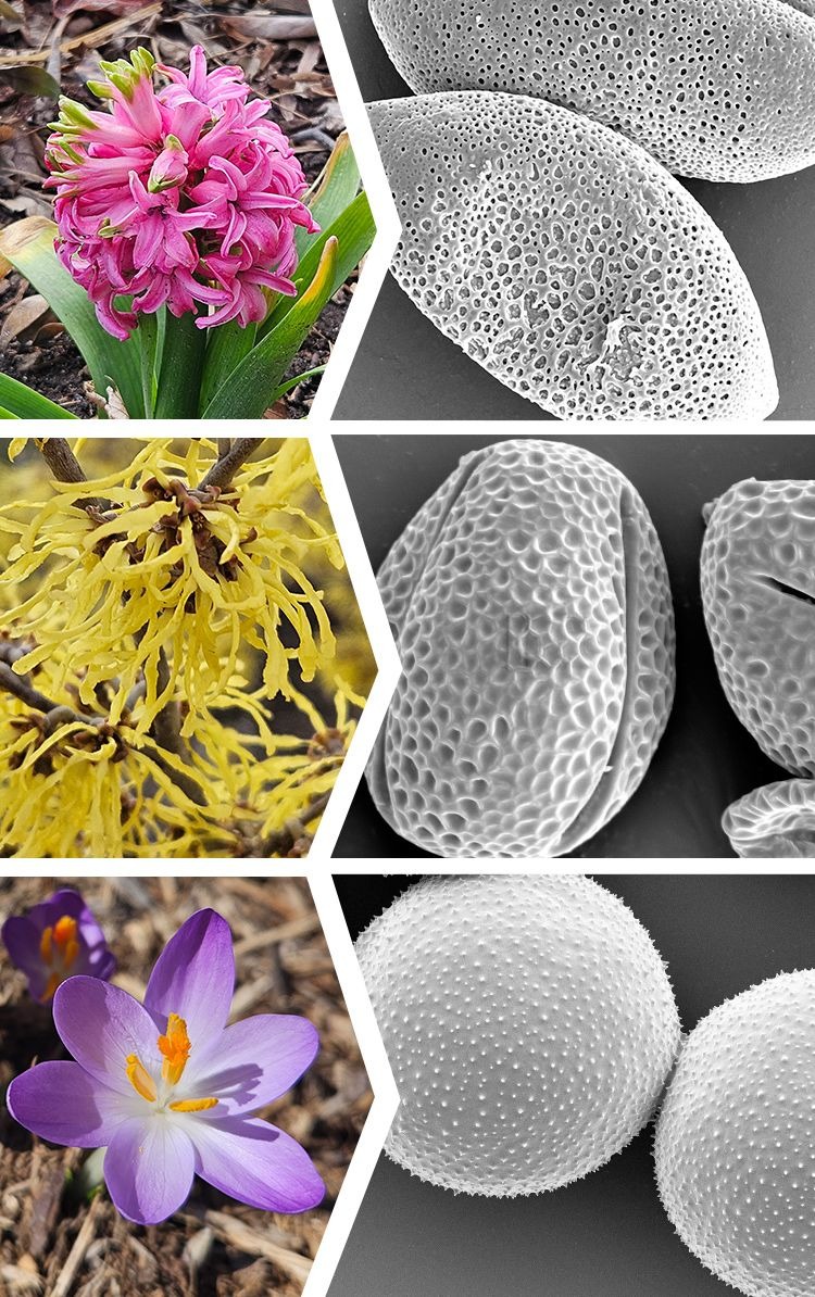 a graphic matching up three different flowers to the electron microscopy photos of their pollen