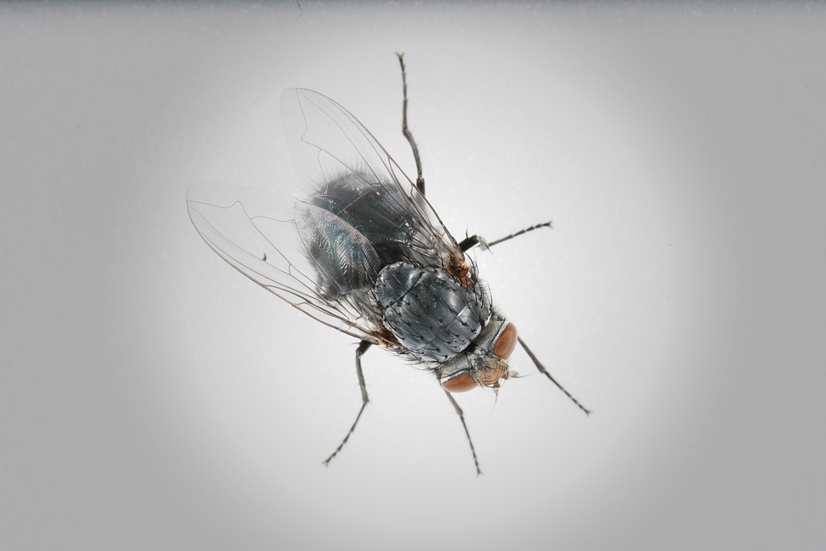 a close up image of a house fly on a gray background