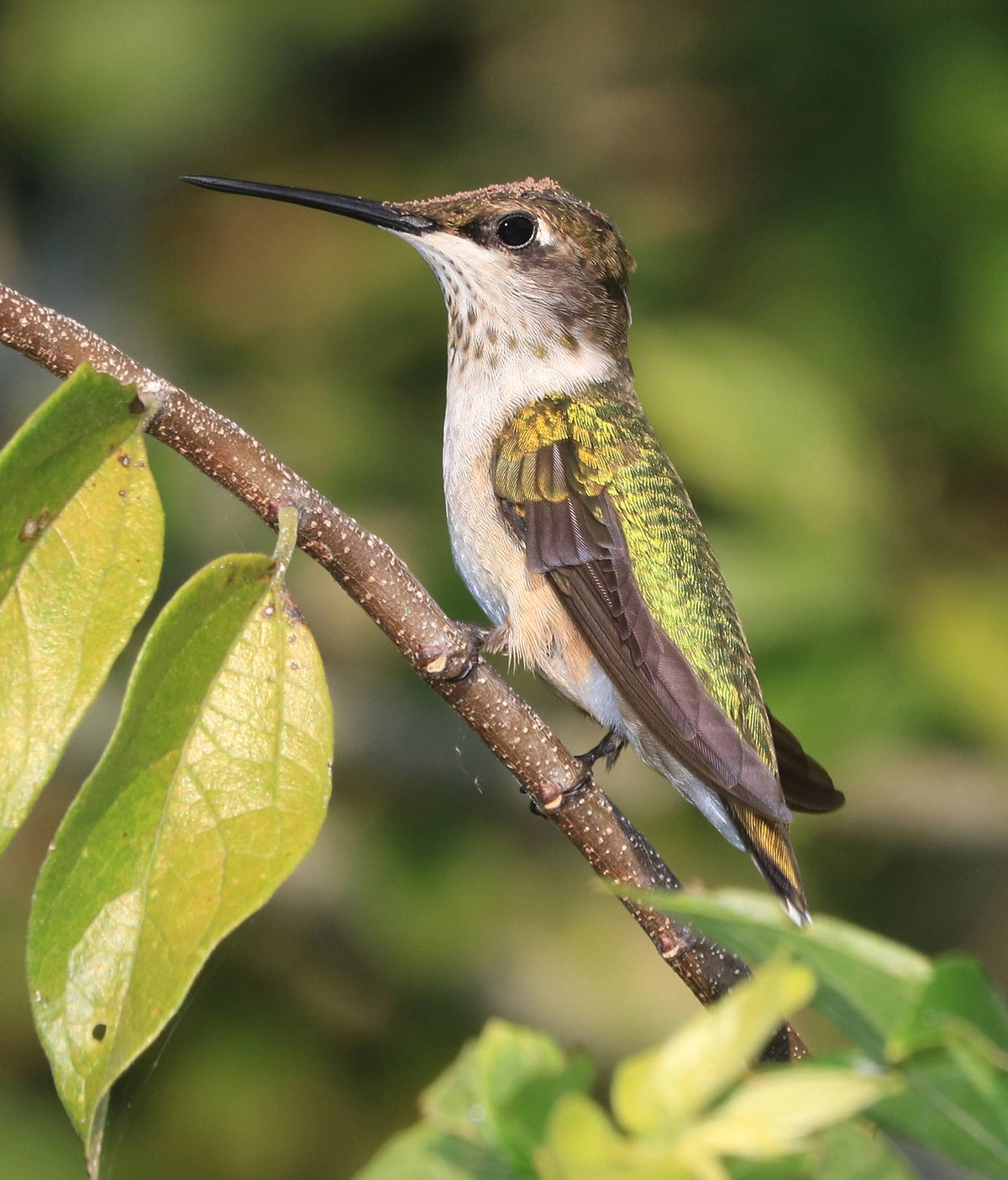 a photo of a green-backing hummingbird perched on a tree branch
