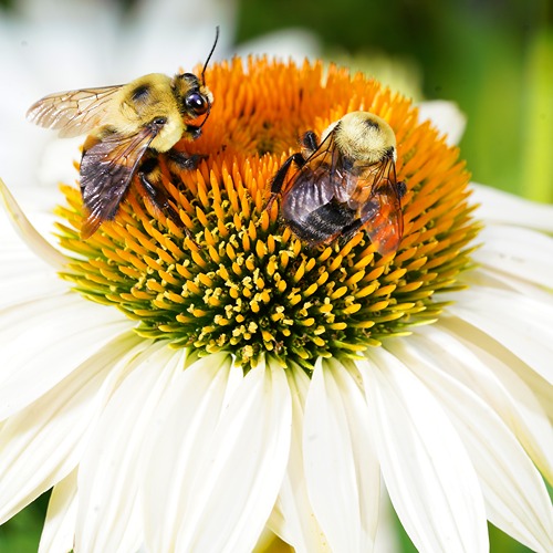 two carpenter bees sitting on a coneflower with a blurred green background