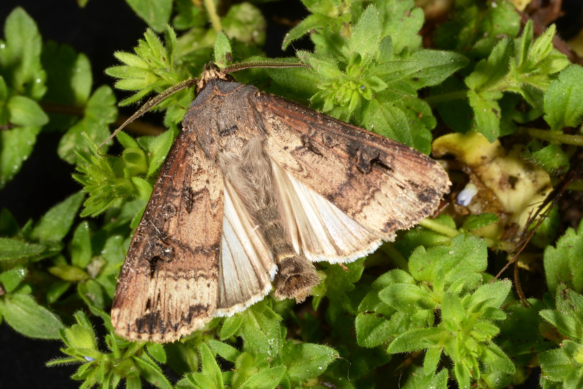 close up of a brown moth on a leaf