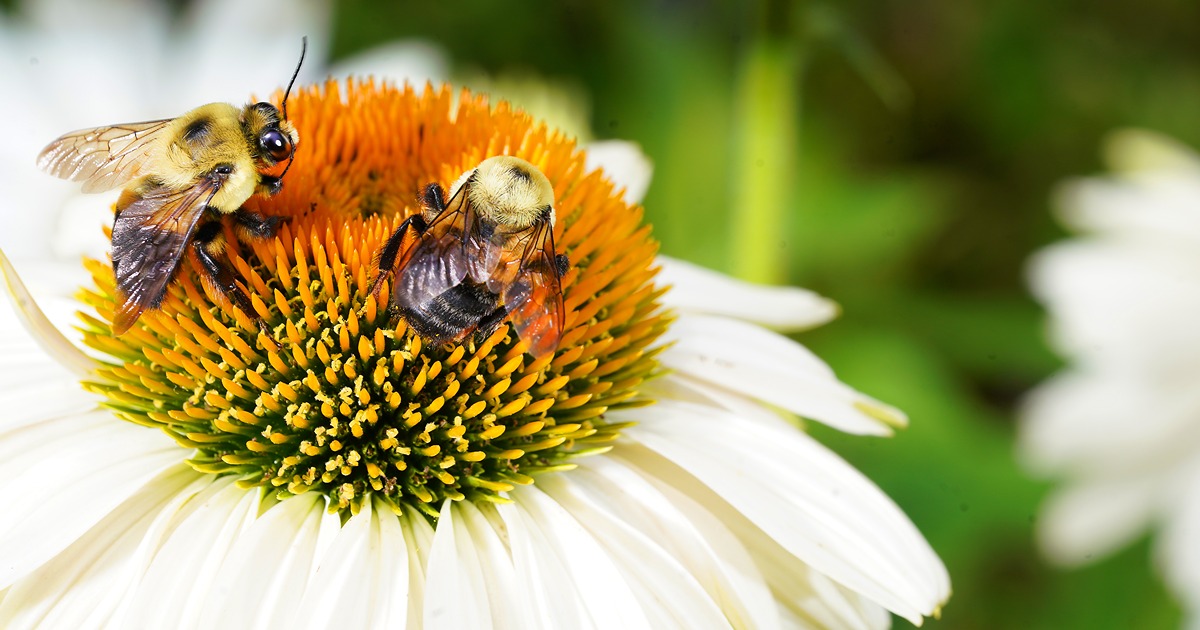 two carpenter bees sitting on a coneflower with a blurred green background