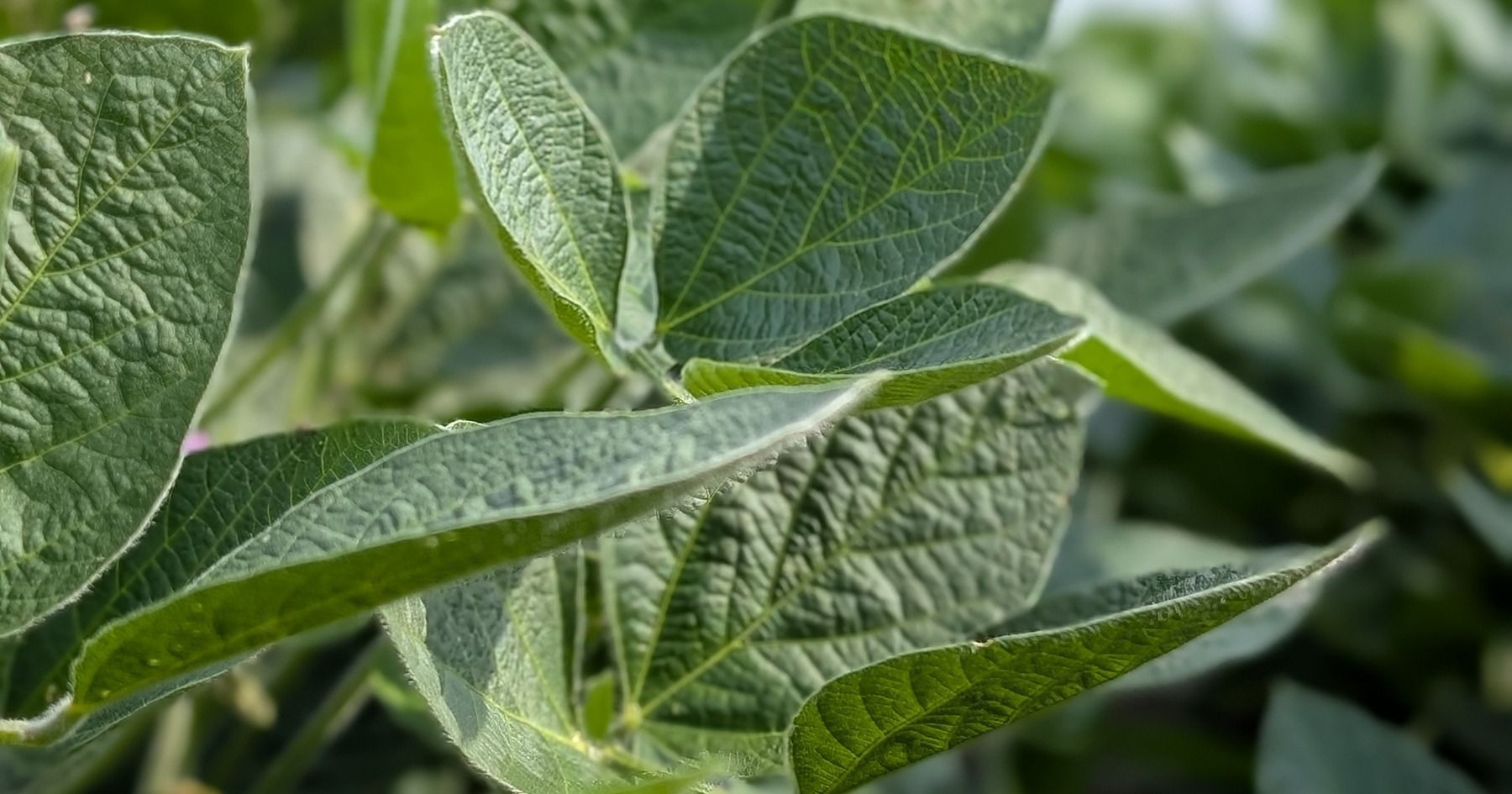 soybean leaves in a field