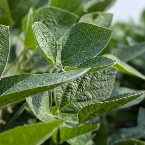 soybean leaves in a field